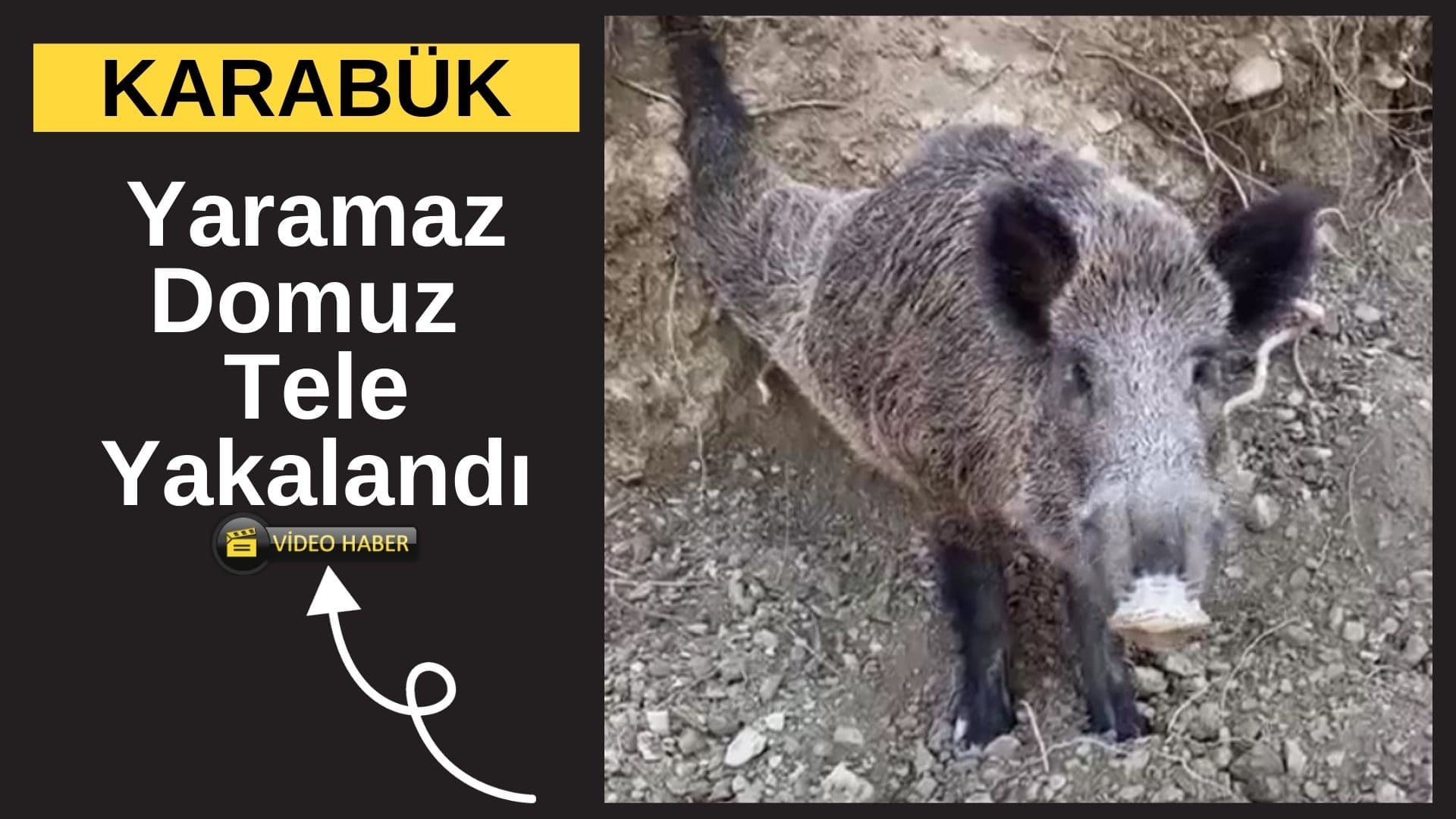 Karabük Merkez’de Domuz Tele Takıldı, Vatandaşlar Olayı Kaydetti
