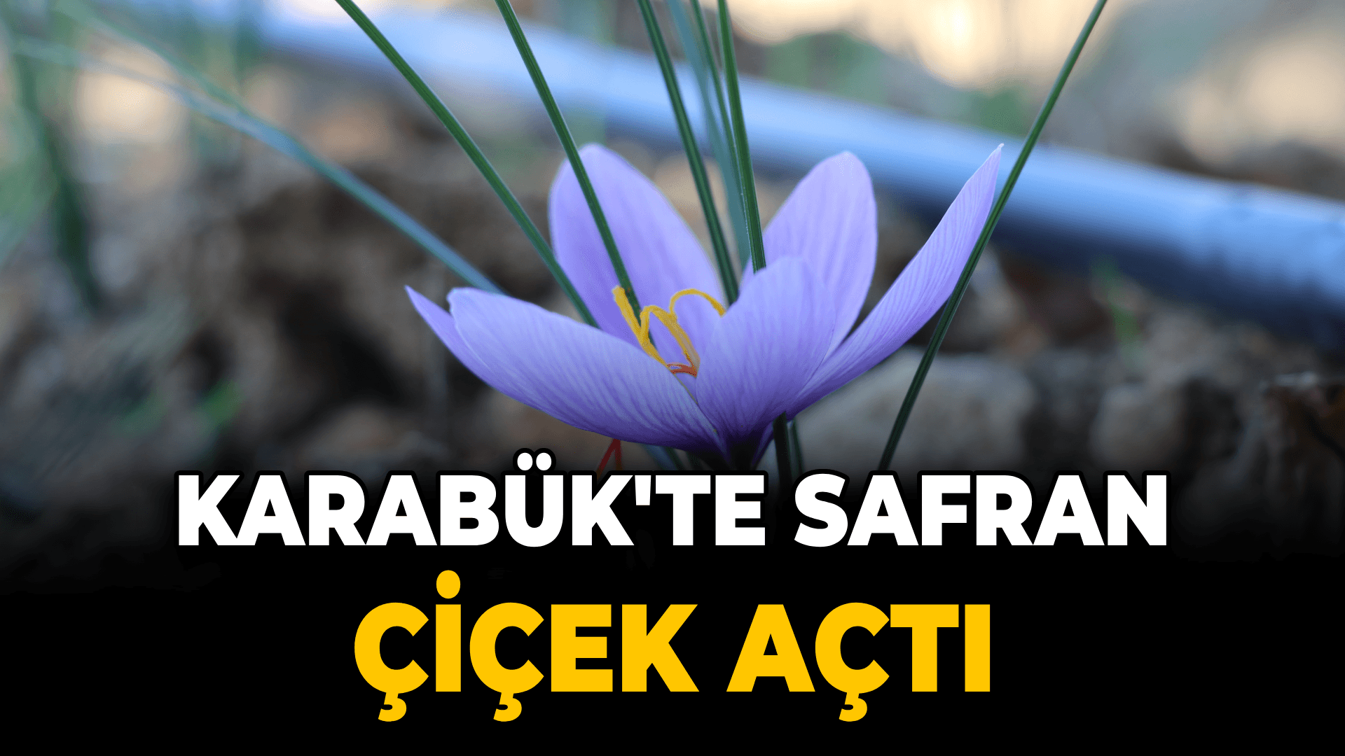 Karabük'te safran çiçek açtı