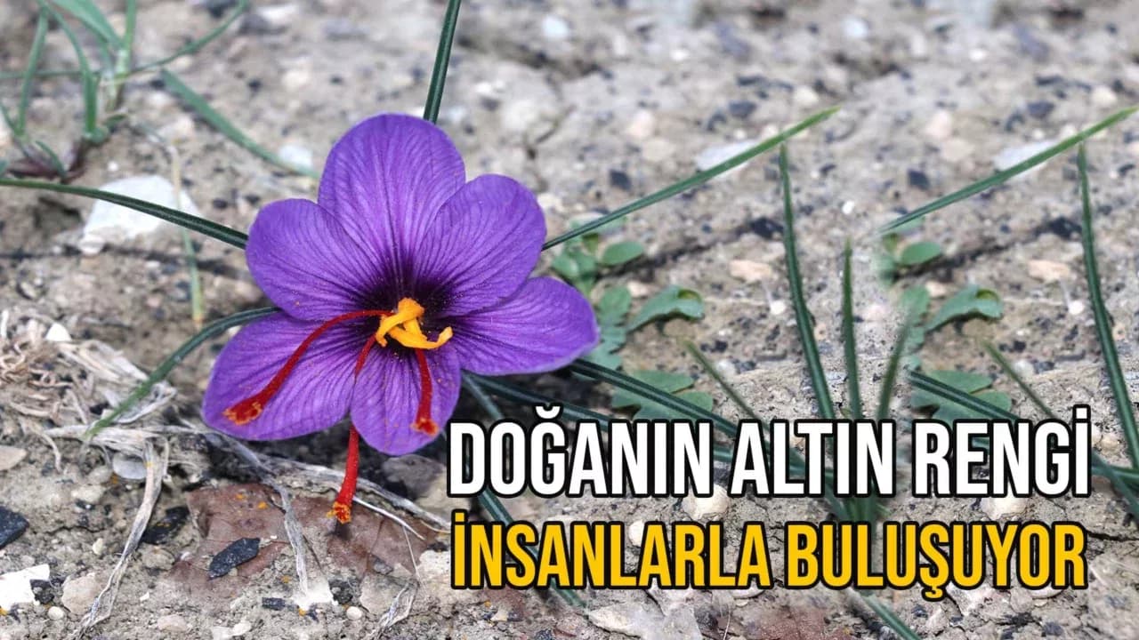 Karabük'ün Bir İlçesine Adını Veren Bitki Çiçek Açmaya Başladı