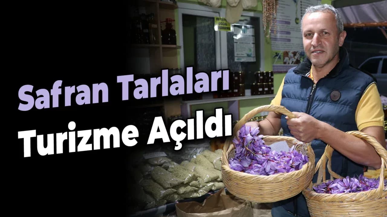 Mora Bürünen Safran Tarlaları Ziyaretçilerini Ağırlıyor