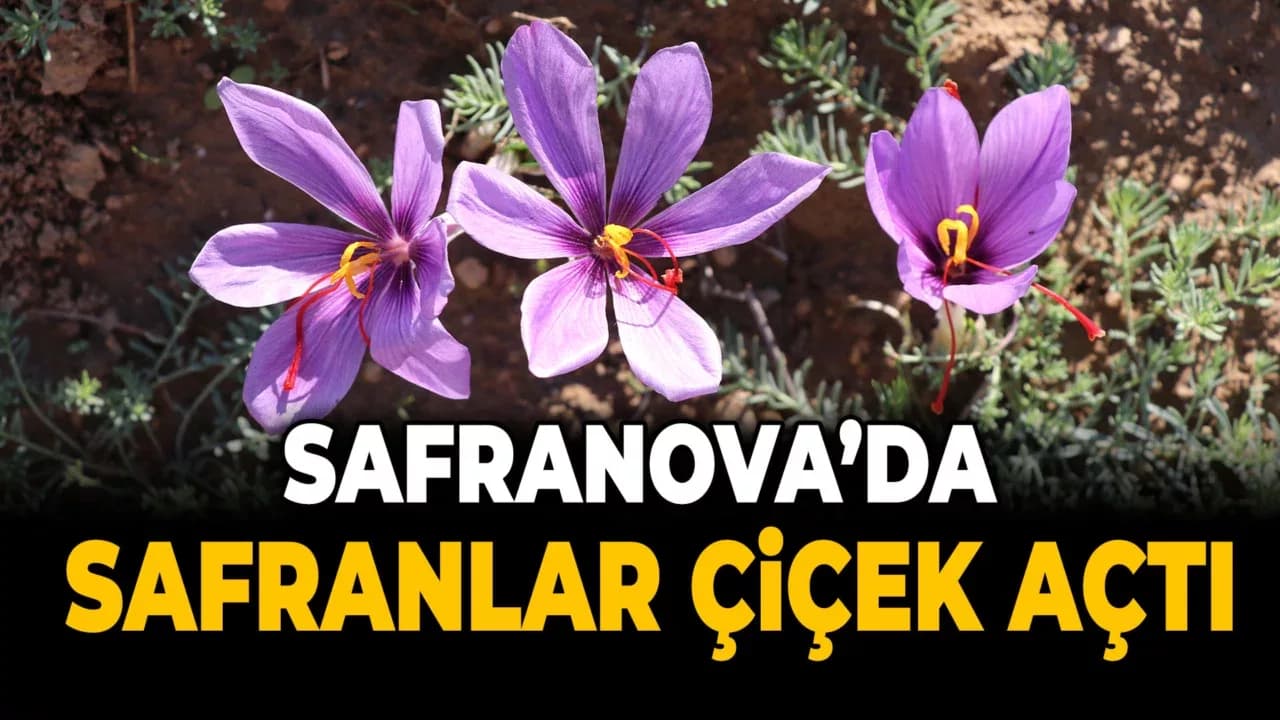 Lavanta Kokulu Safran Bahçesi'nde Yetiştirilen Safranlar Çiçek Açtı