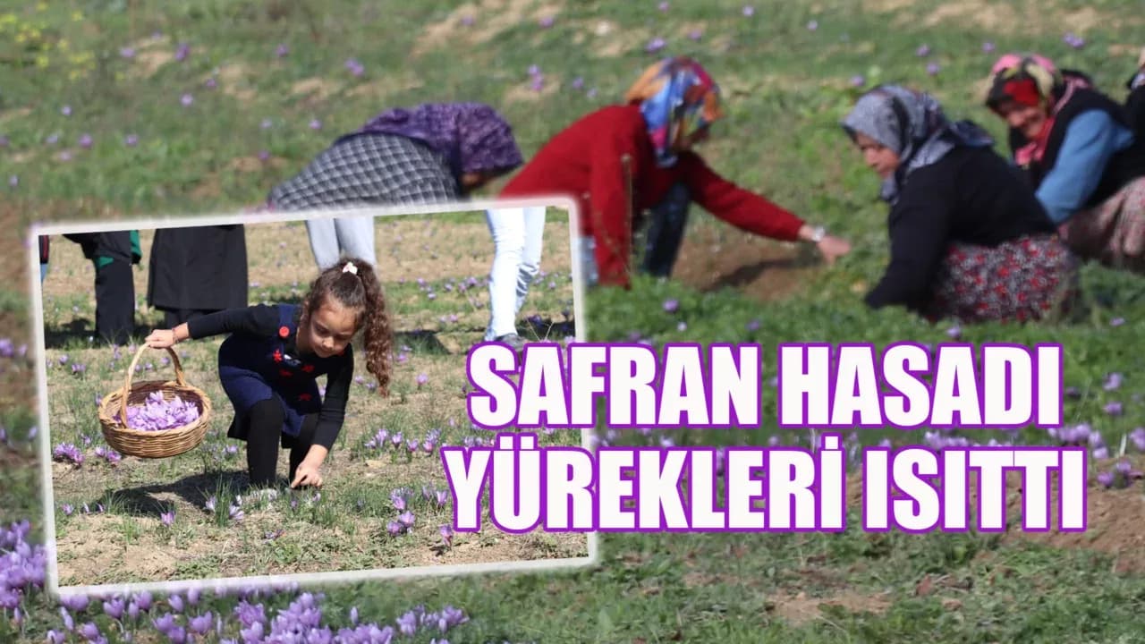 Karabük'te Safran Hasadı Yapıldı