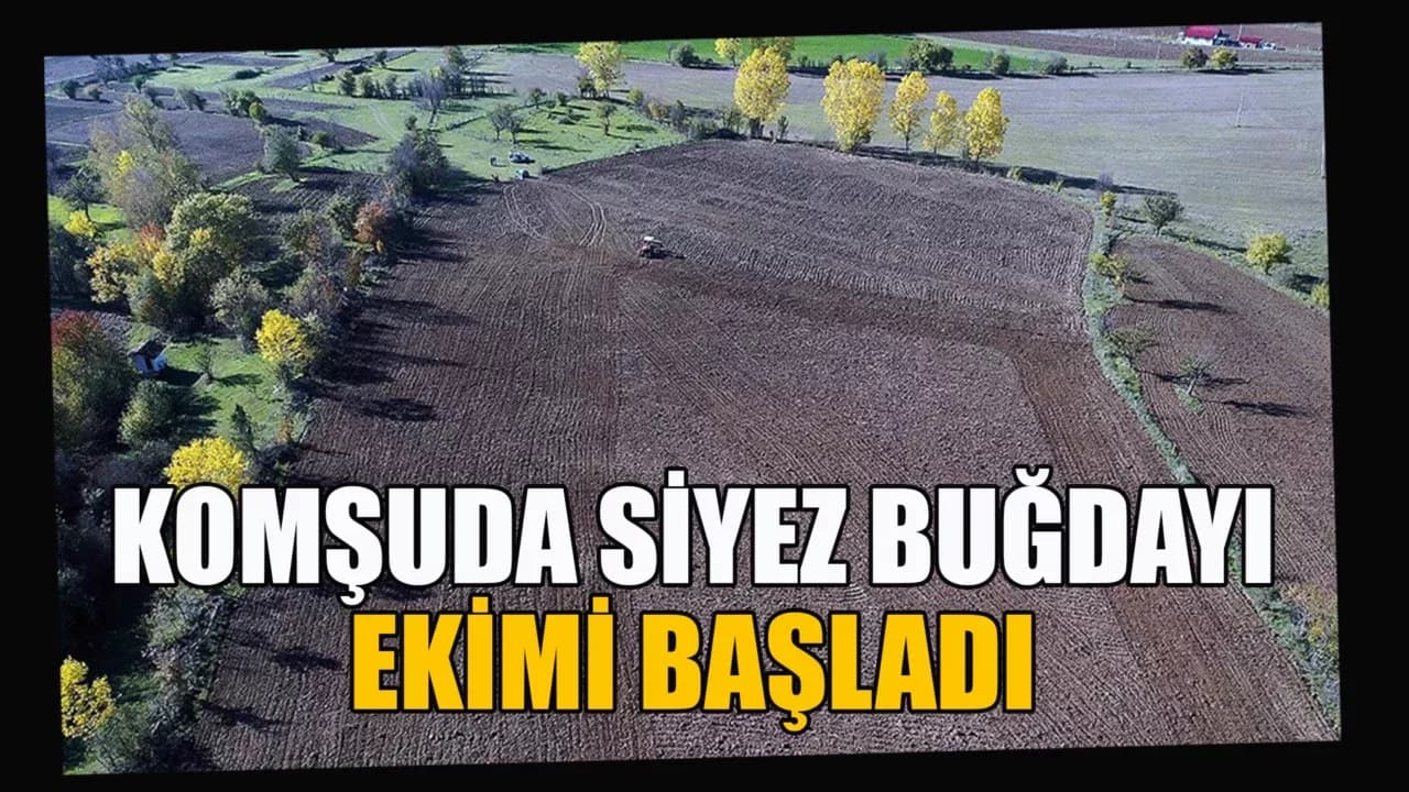 Kastamonu'da 12 bin yıllık siyez buğdayı ekimi başladı