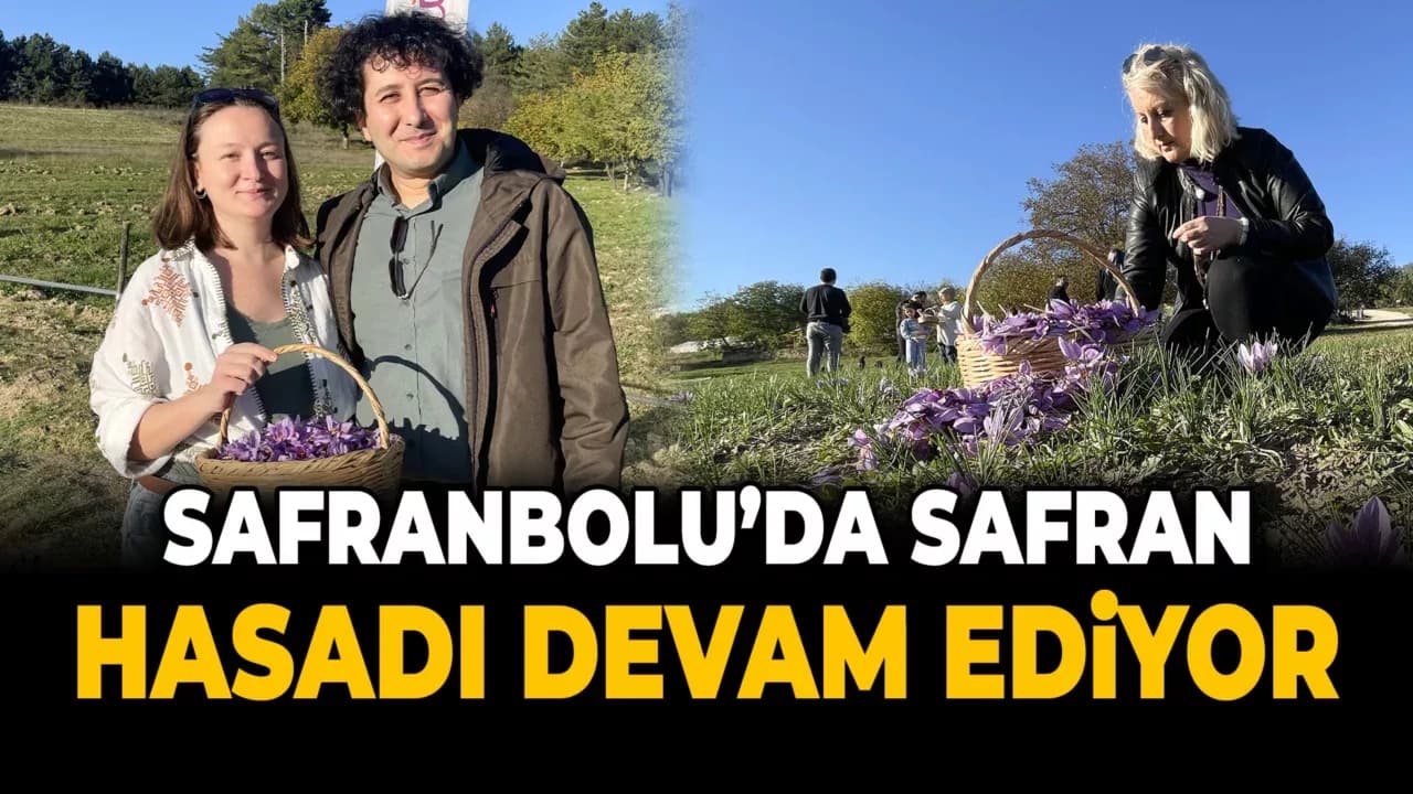Safran Hasadı Devam Ediyor
