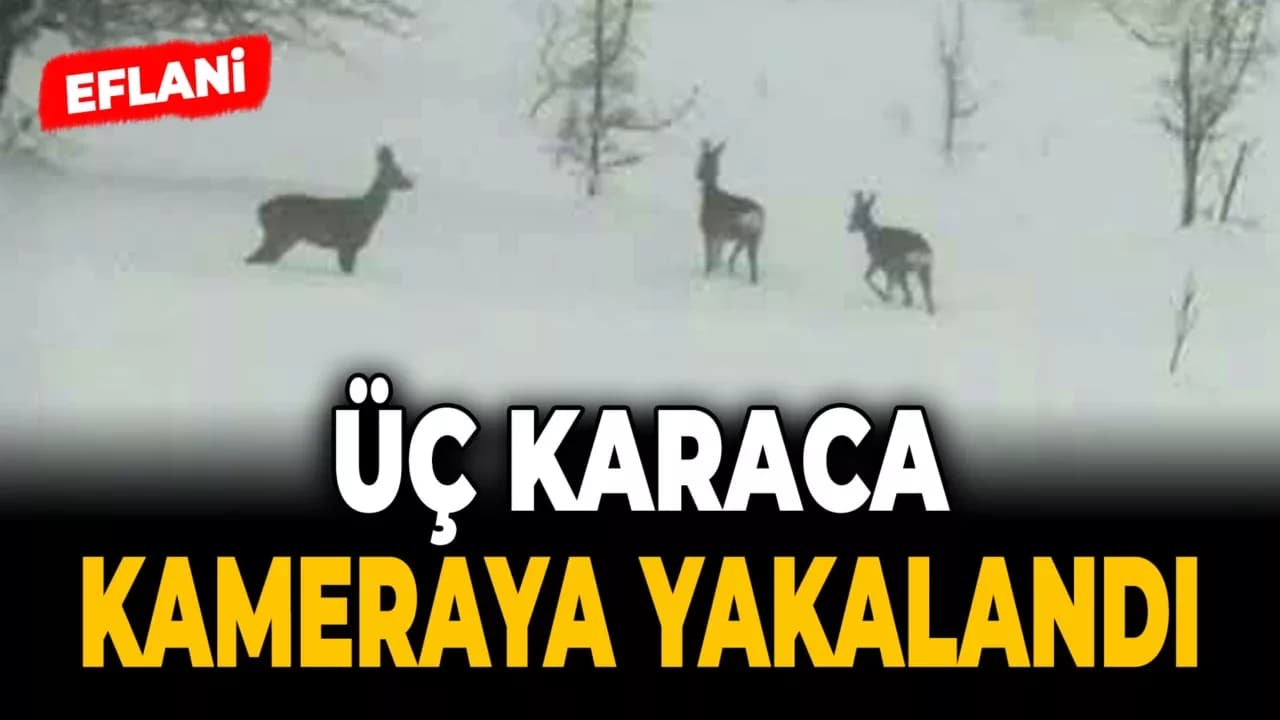 Eflani'de Karacalar Cep Telefonu Kamerasıyla Görüntülendi