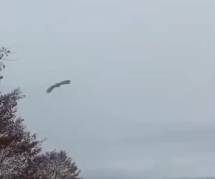 Tedavisi tamamlanan kuşlar tekrar kanat çırptı