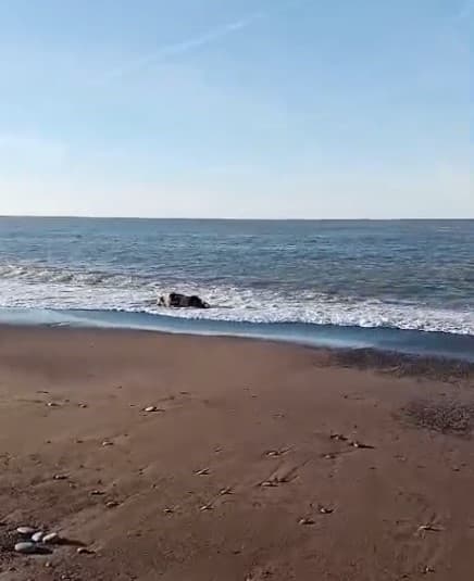 Kastamonu’da kıyıya inek cesedi vurdu