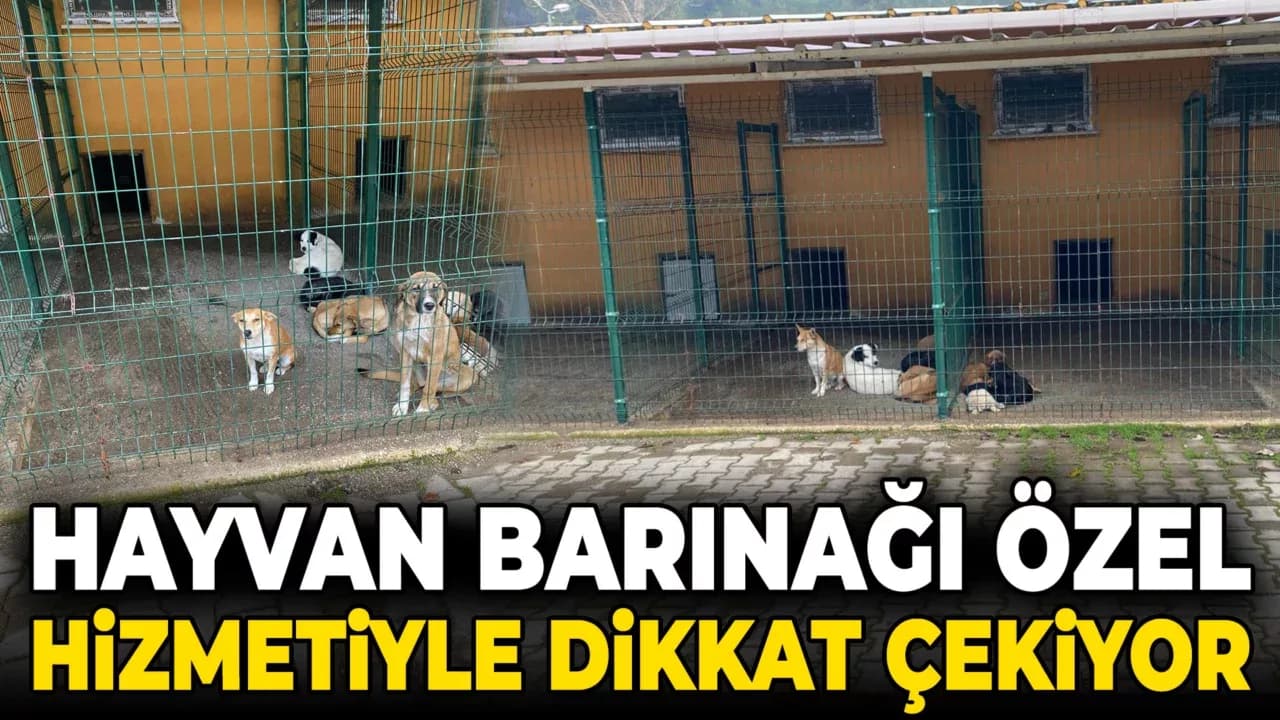 Hayvan Barınağı Özel Hizmetiyle Dikkat Çekiyor