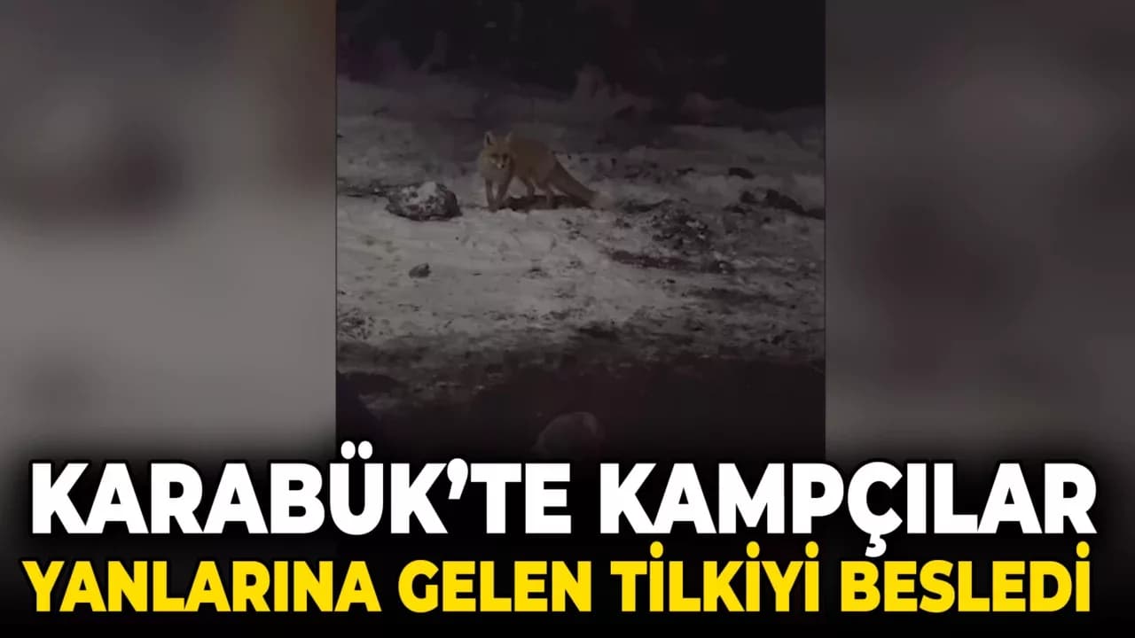 Karabük'te Kampçılar Yanlarına Gelen Tilkiyi Besledi