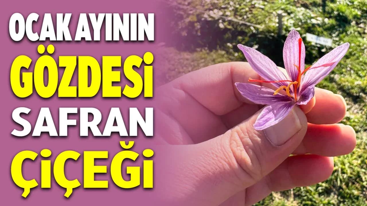 Ocak Ayında Açan Safran İlgi Odağı Oldu