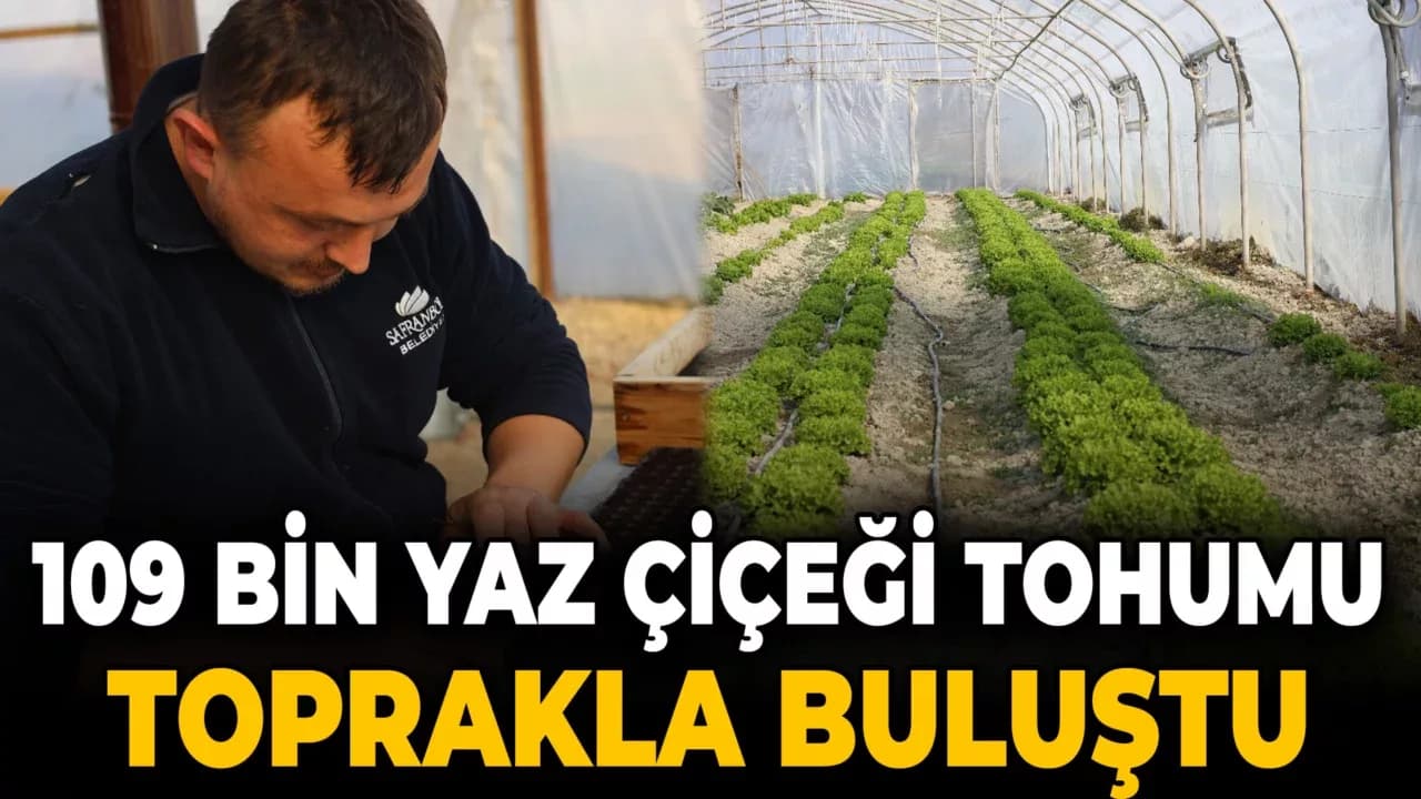 Safranbolu'da 109 bin yaz çiçeği tohumu toprakla buluştu