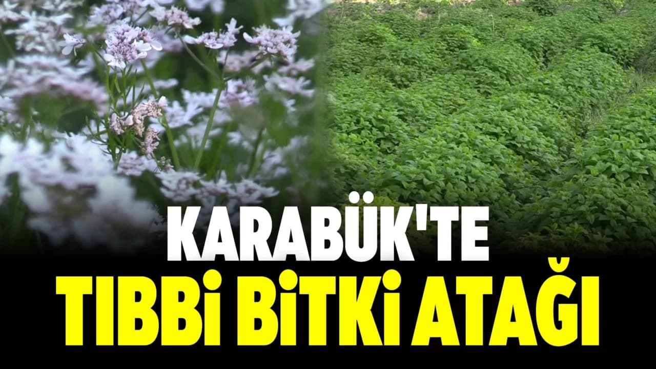 Karabük'te Tıbbi Aromatik Bitki Üretim Alanı Yüzde 74 Arttı