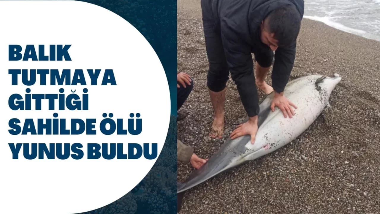 Maden İşçisi Gittiği Sahilde Ölü Yunus Buldu
