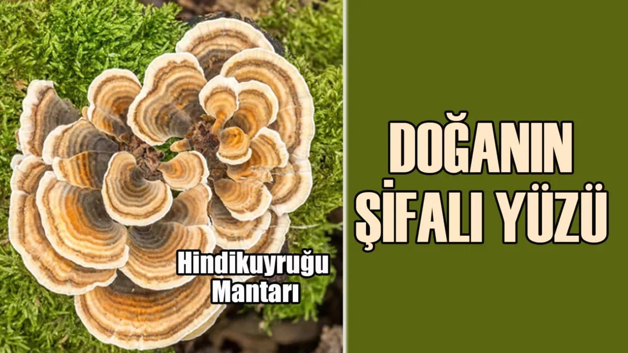 Hindikuyruğu Mantarının Şifaları
