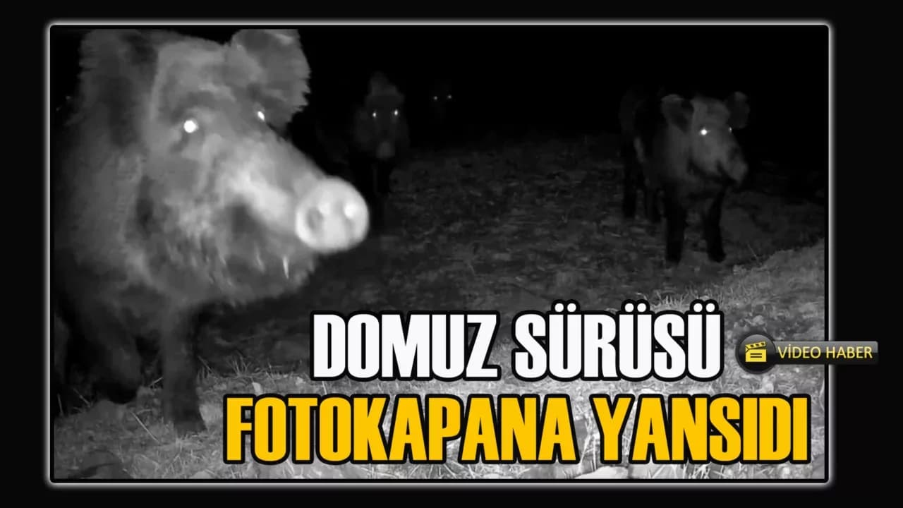 Karabük'te domuz sürüsü fotokapana yansıdı