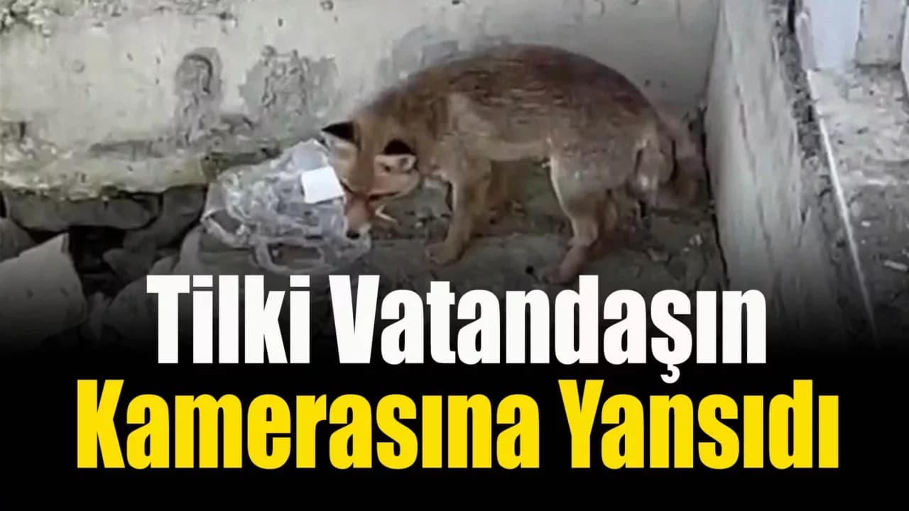 Karabük'te Yiyecek Arayan Tilki, Cep Telefonuyla Görüntülendi