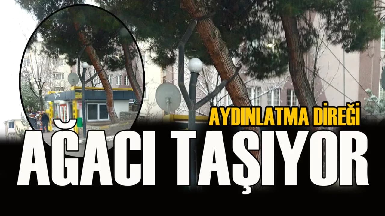 Safranbolu’da Bir Aydınlatma Direği Ağacı Taşıyor