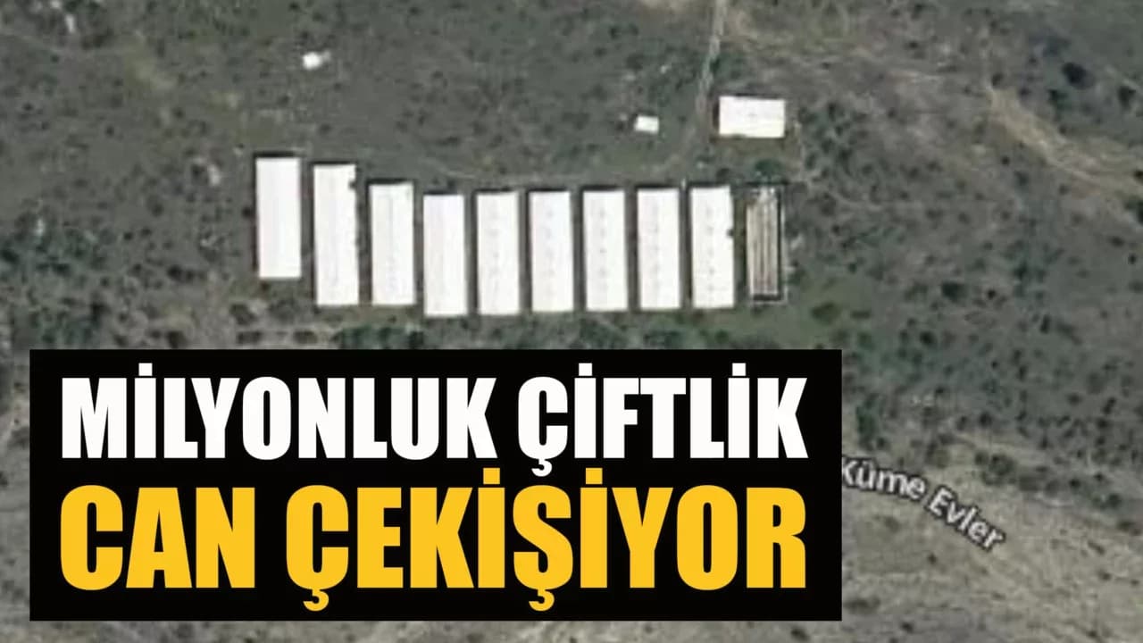 Ovacık'taki Milyonluk Çiftlik Kaderine Terk Edildi