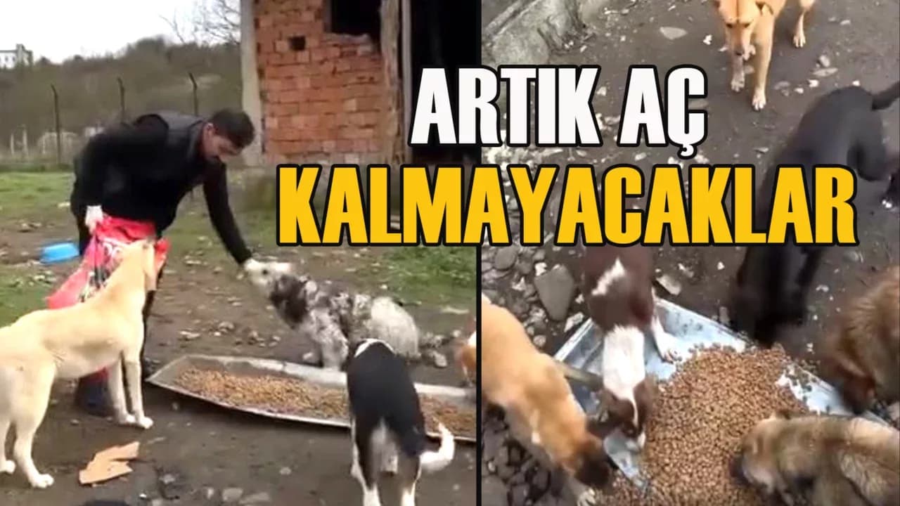 Yenice'ye Modern Hayvan Barınağı Yapılıyor