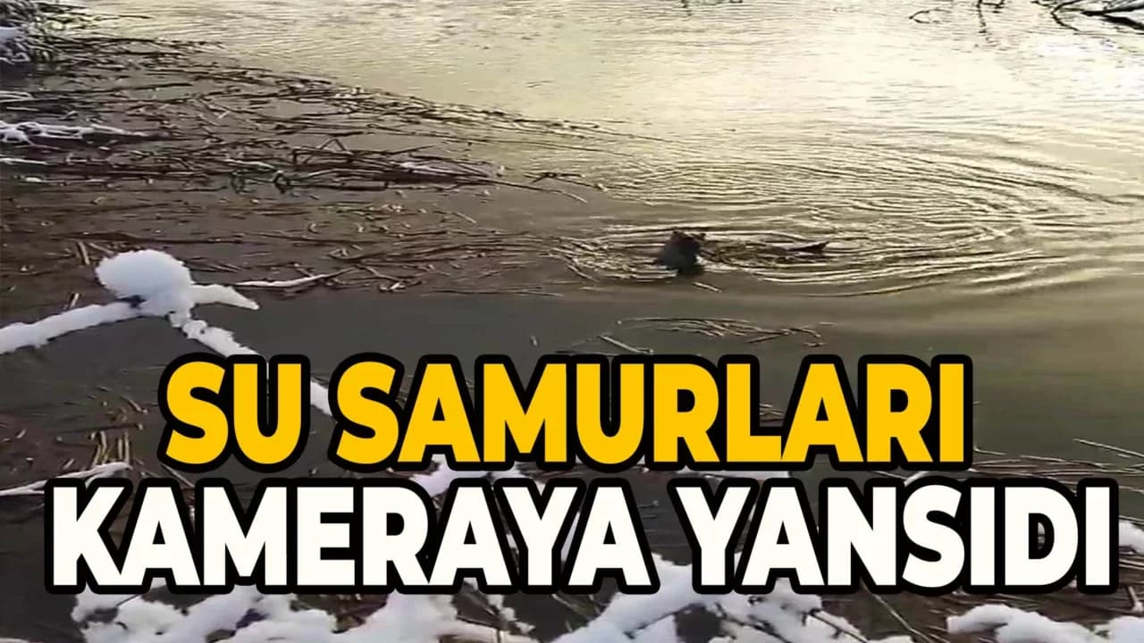 Su Samurları Yiyecek Ararken Görüntülendi
