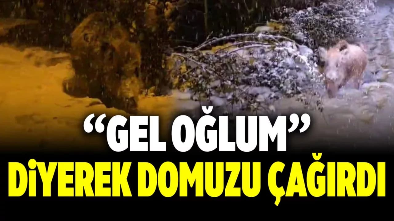 Yaban Domuzunu "Gel Oğlum" Diye Çağırdı