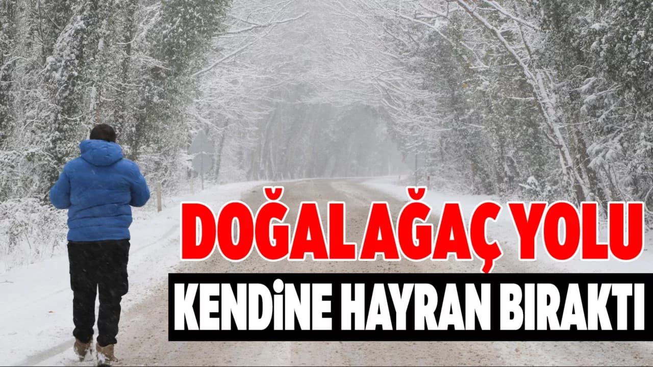 Safranbolu'da doğal ağaç tünel kar yağışı sonrası kendisine hayran bıraktı