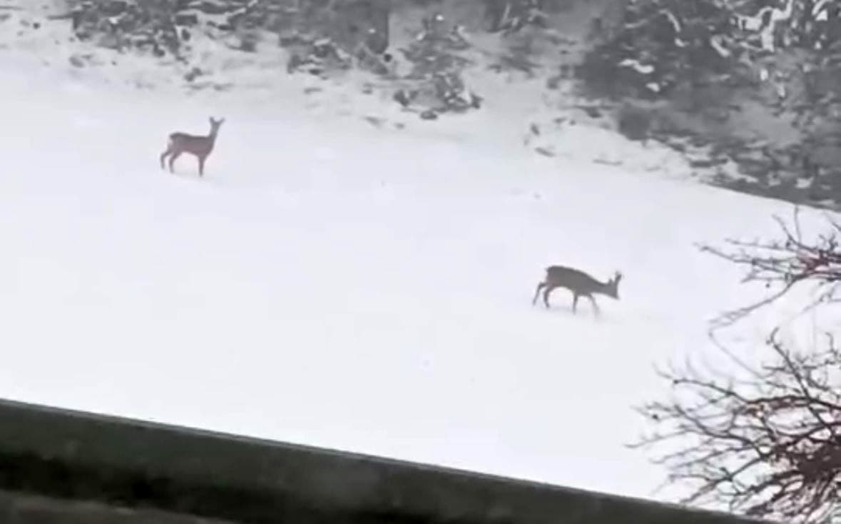 Geyiklerin kar neşesi kamerada