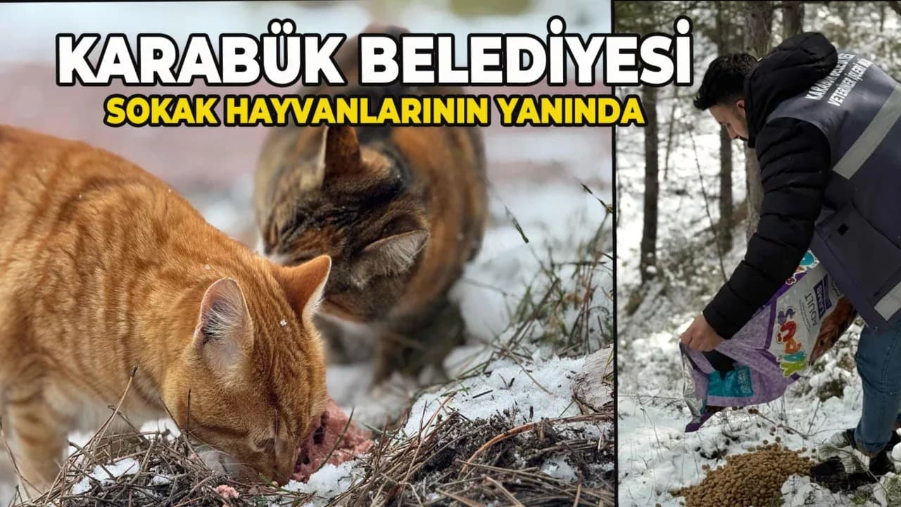 Karabük Belediyesi, Soğuk Havalarda Sokak Hayvanlarının Yanında!