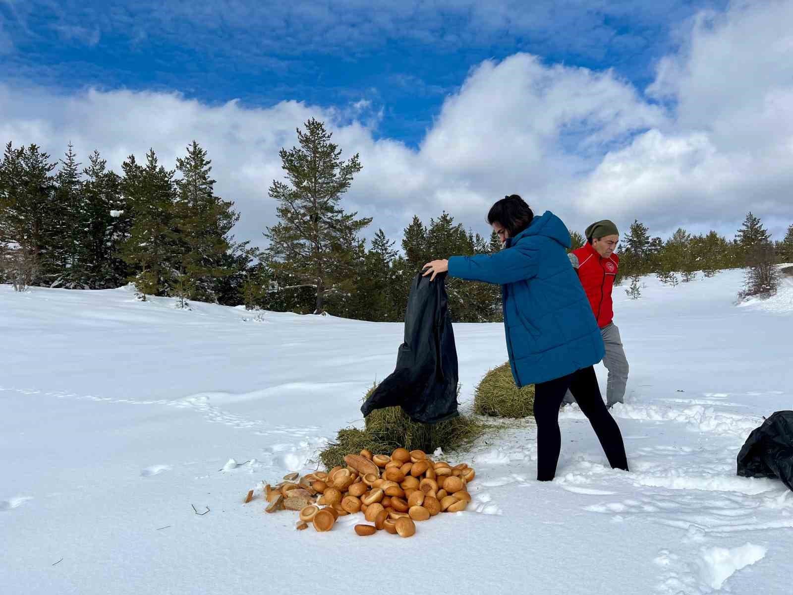 Ilgaz Dağı’nda yayvanlar için yiyecek bırakıldı