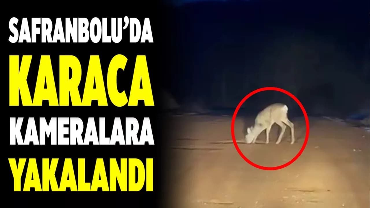 Safranbolu'da Köy Yolundaki Karaca Kamerada