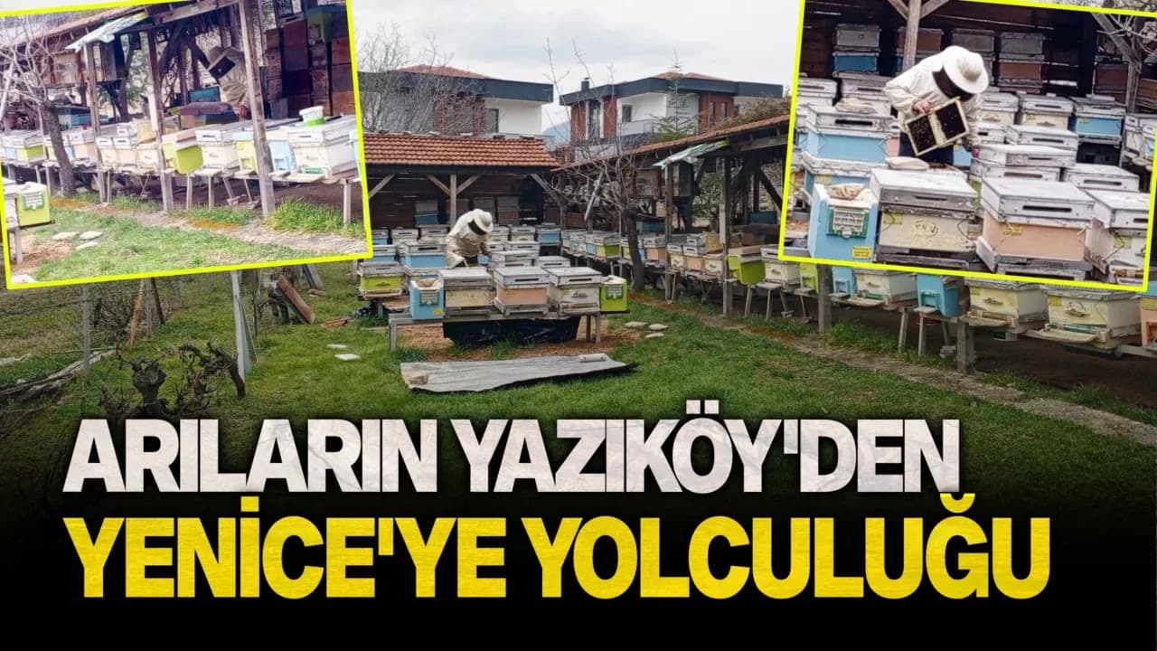 Arıların Yazıköy’den Yenice’ye Yolculuğu Başlayacak