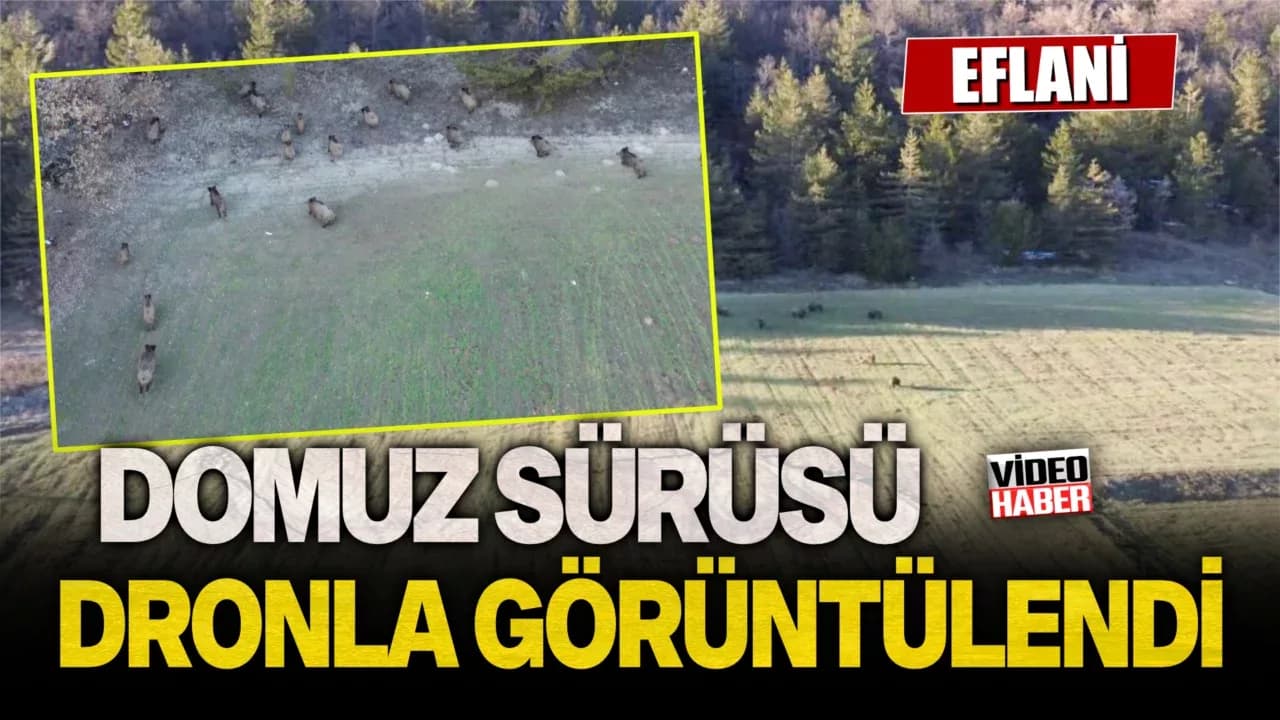 Tarlada yiyecek arayan domuz sürüsü dronla görüntülendi