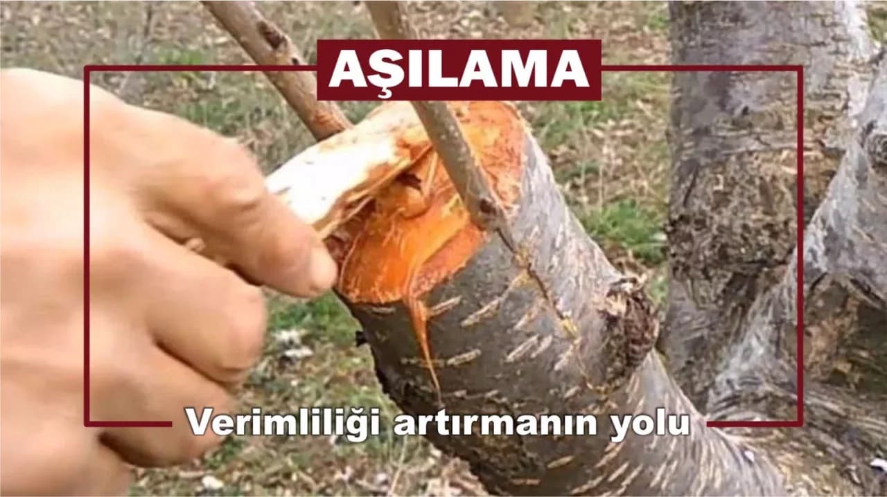 Ağaçlarda Aşılama