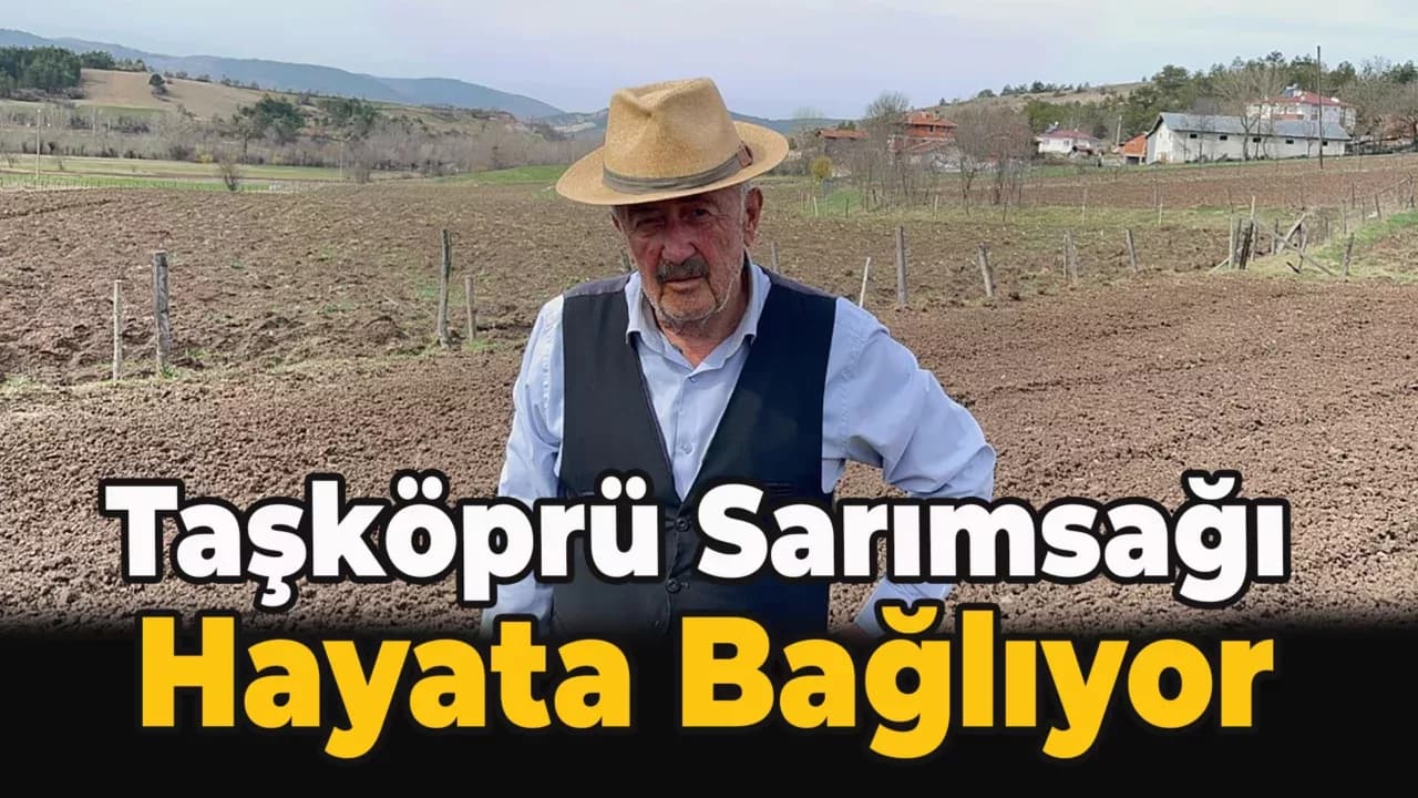 Taşköprü'de Asırlık Çınarın Mesaisi Başladı