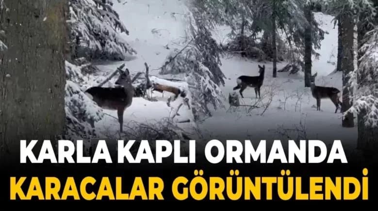 Karla kapla ormanda karacalar kameraya yansıdı