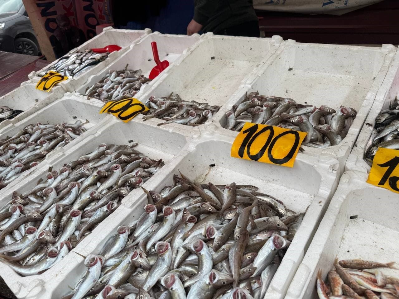Zonguldak’ta mezgitin kilosu 100 liraya geriledi