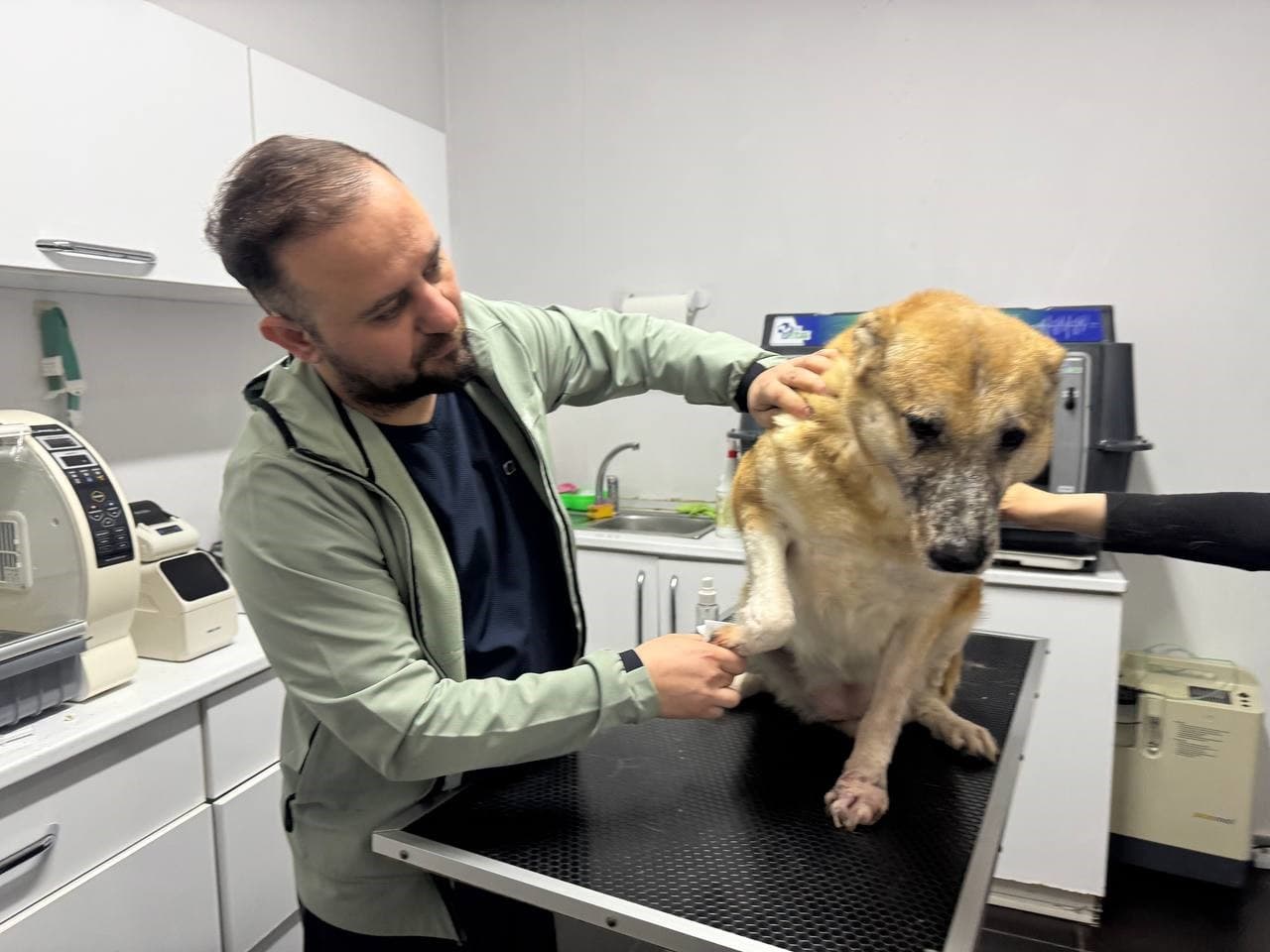 Leishmaniasis hastalığı köpeklerde kalıcı etki bırakıyor