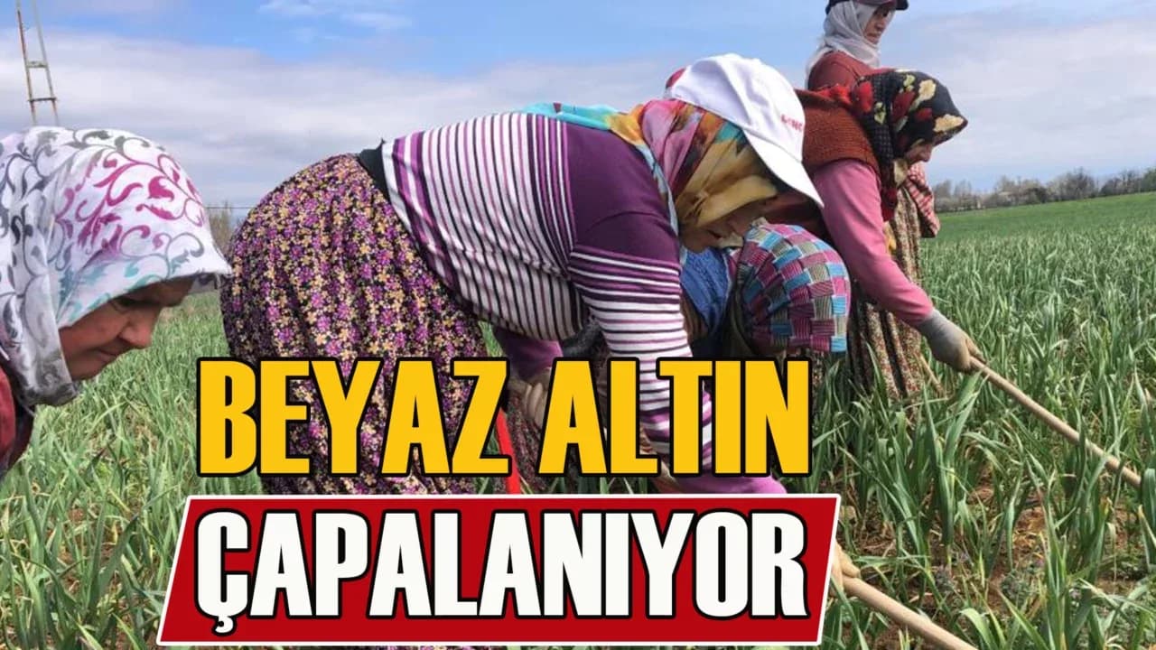 Dünyaca Ünlü Taşköprü Sarımsağının Çapalama Dönemi Başladı