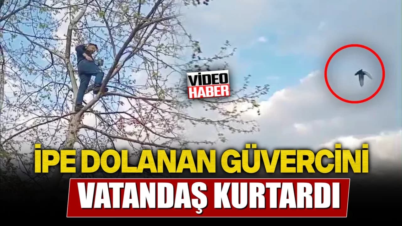 Ayakları ipe dolanan güvercini vatandaş kurtardı