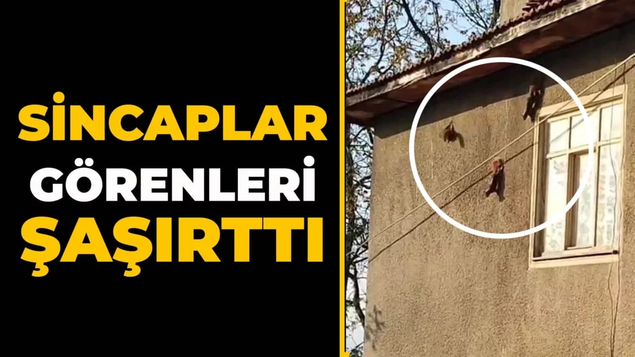 Evin Duvarında Gezinen Sincaplar Kamerada
