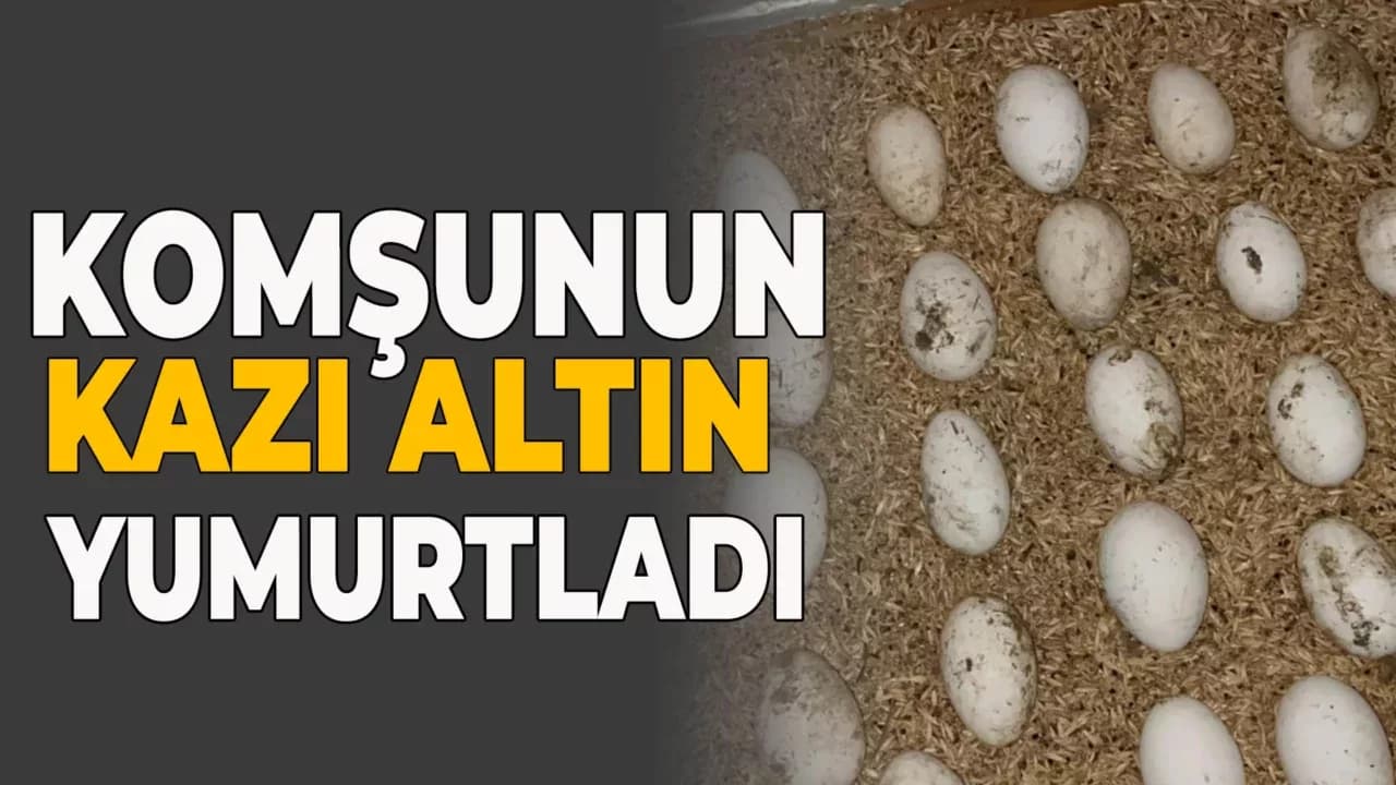 Çiftçilerin Gelir Kapısı Oldu: Kaz Yumurtası Büyük İlgi Görüyor
