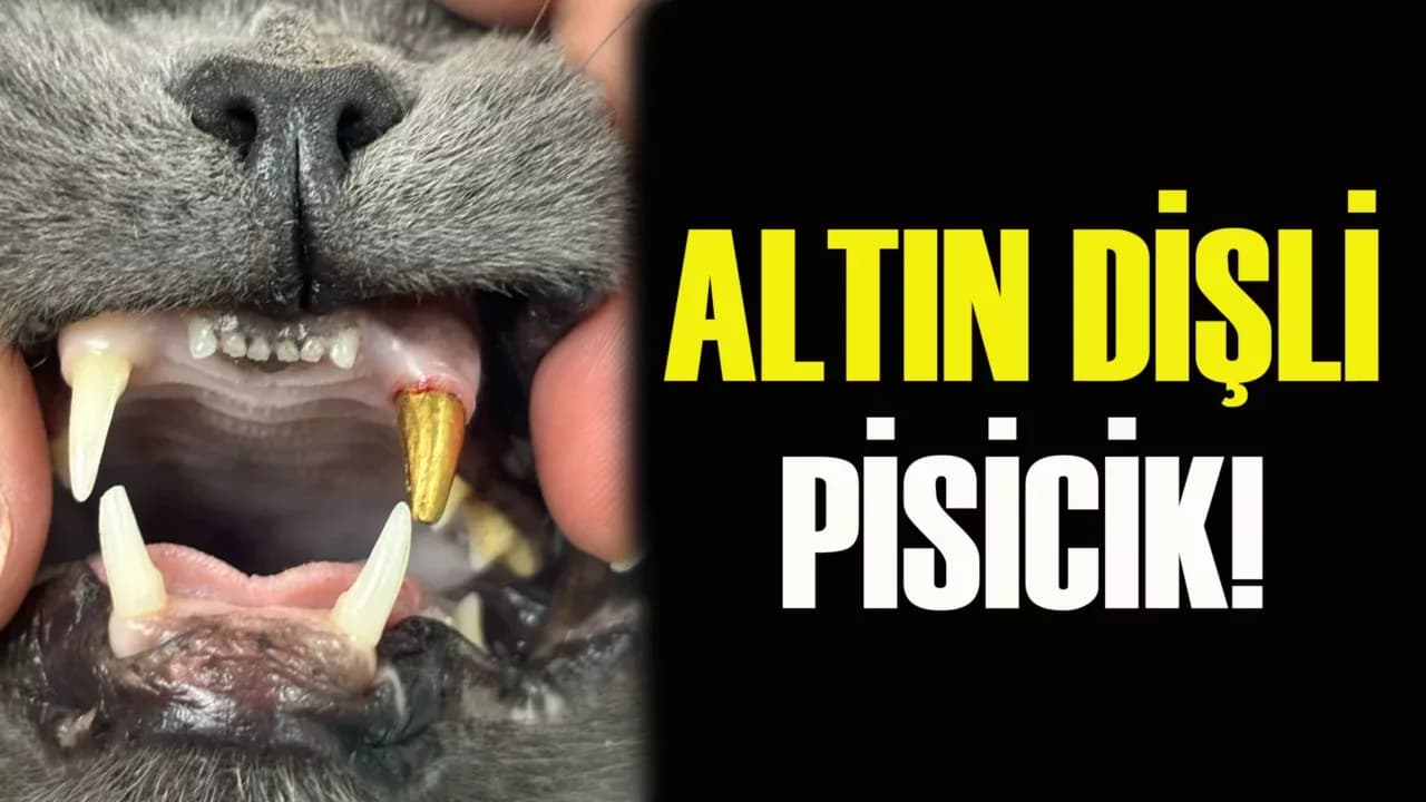 Zonguldak’ta Kedinin Dişi Altınla Kaplandı