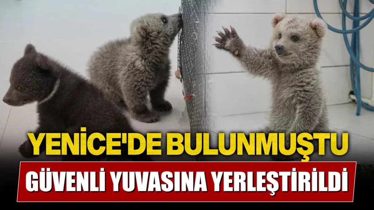 Bulut ve Yağmur güvenli yuvalarına yerleştirildi