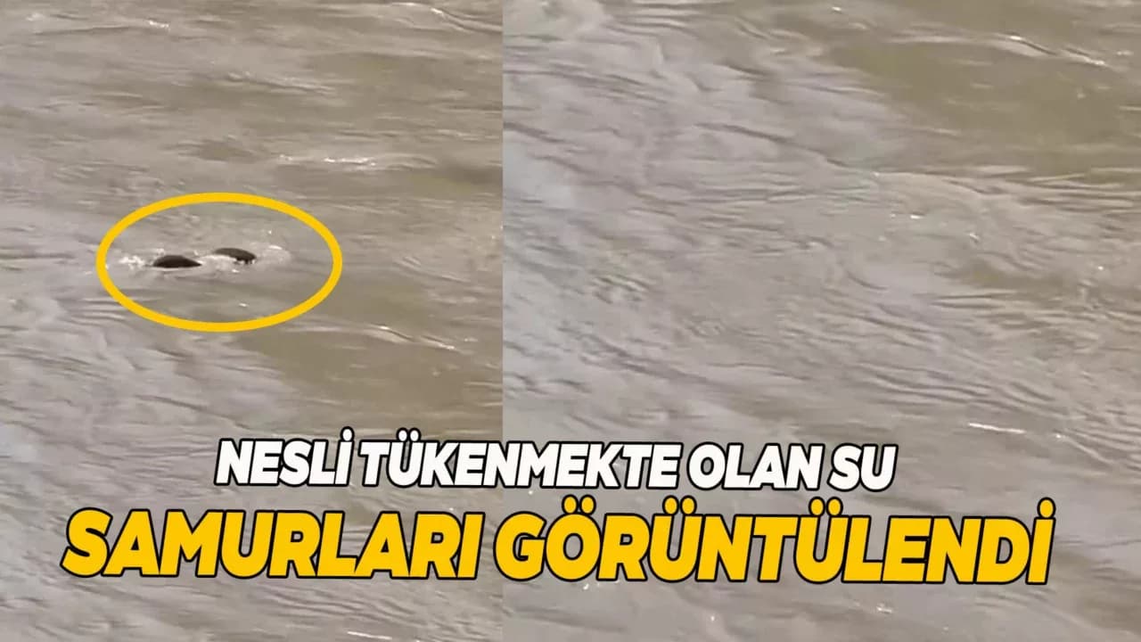 Karabük'te su samurları görüntülendi