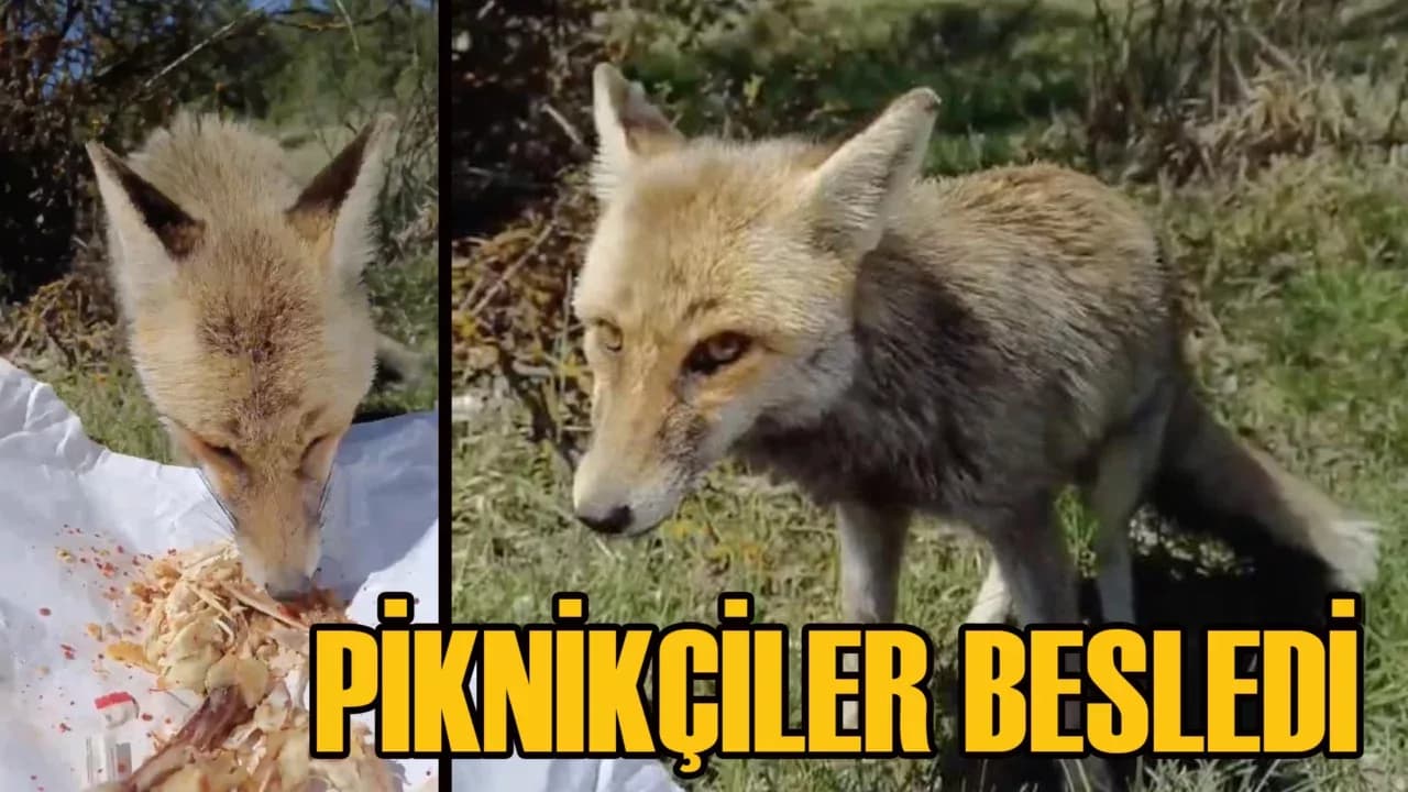 Piknikçiler, yanlarına gelen tilkiyi tavuk etiyle besledi
