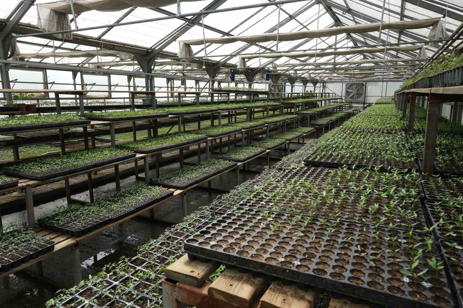 Bolu’da 200 bin adet yerli fide desteği