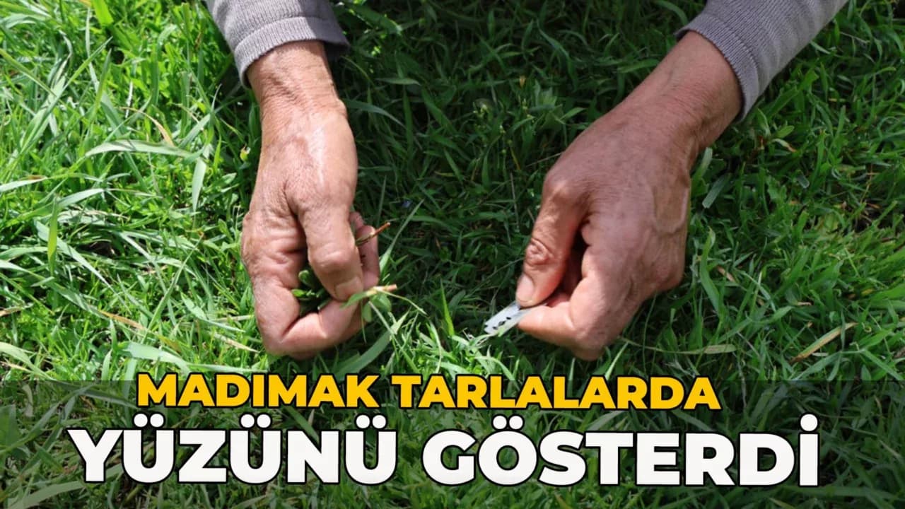 Türkülere konu olan madımak hasadı başladı