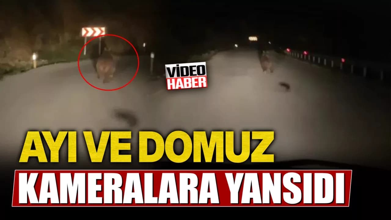Karabük'te yaban domuzu ve ayı görüntülendi