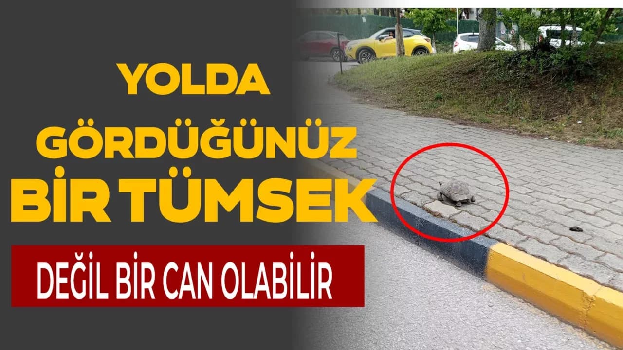Kaplumbağalar Yollarda Hayatta Kalma Savaşı Veriyor