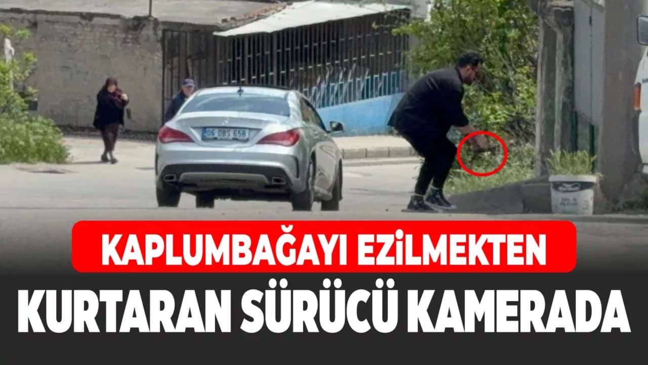 Duyarlı sürücü ve vatandaş, kaplumbağaları ezilmekten kurtardı
